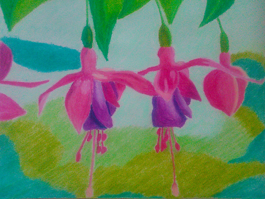 900x675 Fuchsia Flower Oil Pastel Painting - Flower Pastel Drawing
