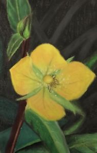 190x300 Chalk Pastel Drawing Macro Of A Small Yelliw Flower Nature - Flower Pastel Drawing