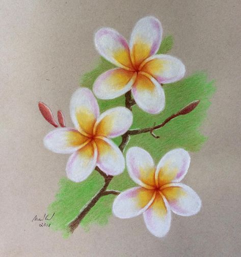 473x505 Flowers - Flower Pastel Drawing