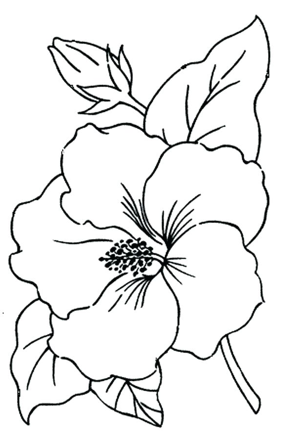 600x902 Simple Flower Drawings - Flower Pattern Drawing