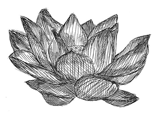 550x418 Lotus Flower Pen Drawing Photographic Print - Flower Pen Drawing