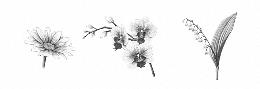 850x291 How To Draw A Flower - Flower Petals Drawing