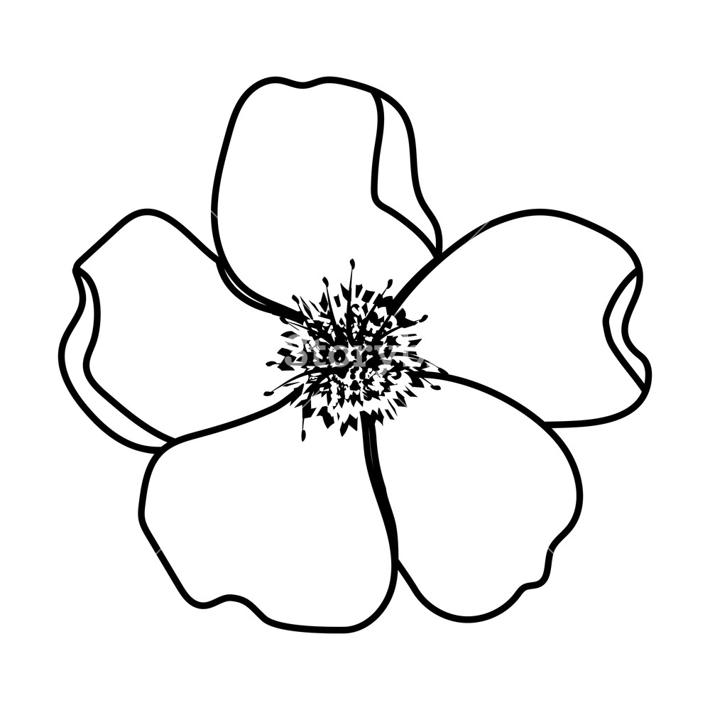 Flower Petals Drawing at Explore collection of