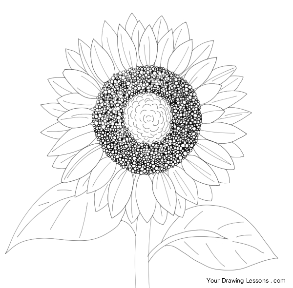 600x591 How To Draw A Sunflower Your Drawing Lessons - Flower Plant Drawing