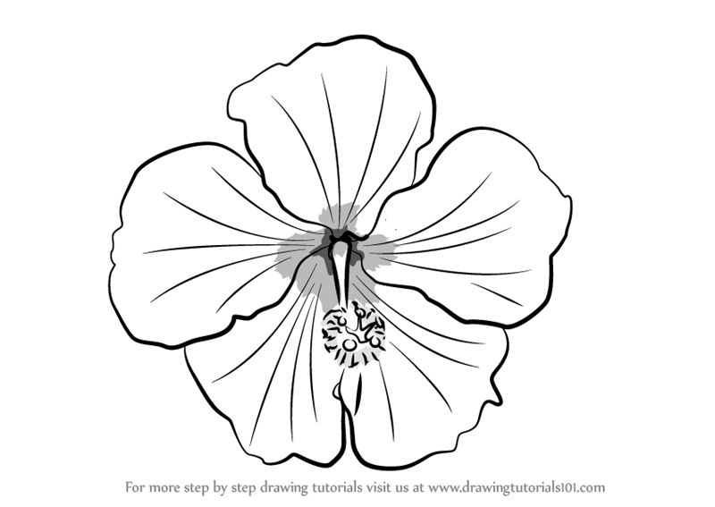 800x567 Learn How To Draw A Shoe Flower - Flower Plant Drawing