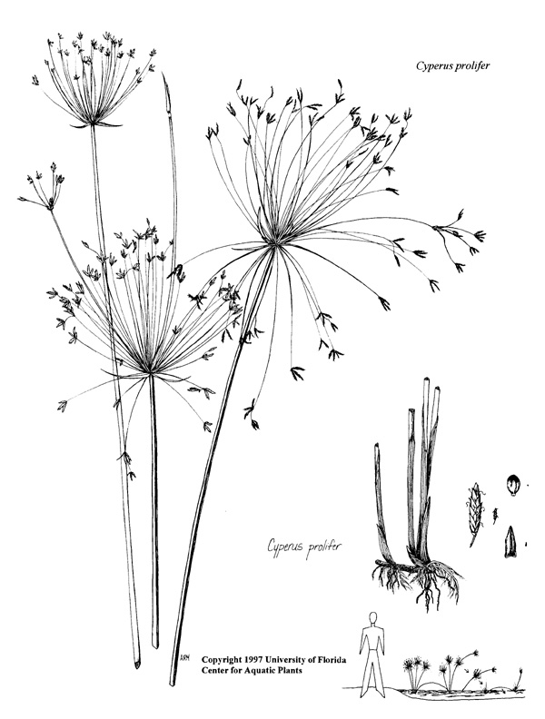 600x792 plant line drawings ufifas center for aquatic and invasive plants - Flower Plant Drawing