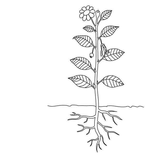 600x600 thunderbolt kids - Flower Plant Drawing