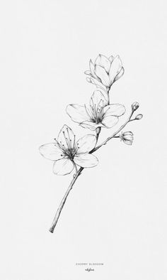 236x394 Drawing Plants And Flowers - Flower Plant Drawing