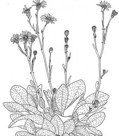 395x450 botanical drawings otari wilton's bush trust - Flower Plant Drawing