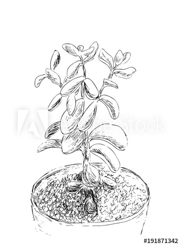 368x500 Hand Drawn Sketch Of Succulent House Plant Crassula Ovata, Jade - Flower Pot Line Drawing