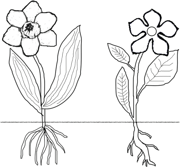 600x557 Flower Roots Cliparts - Flower Roots Drawing