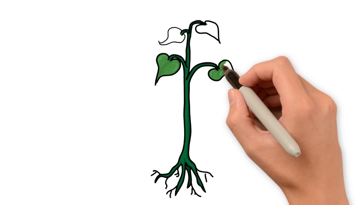 1280x720 How To Draw Plant - Flower Roots Drawing