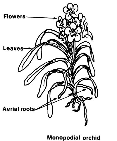 400x480 Orchid Vocabulary Howstuffworks - Flower Roots Drawing