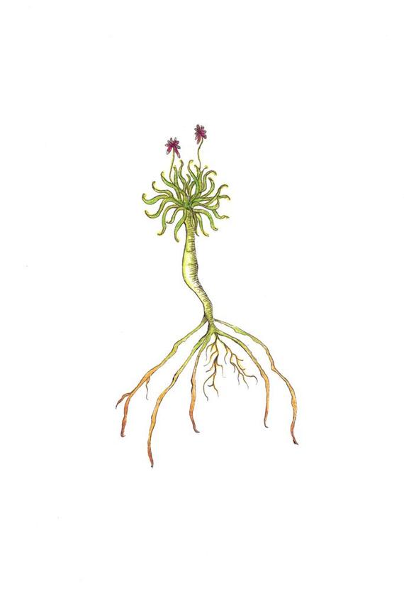 Flower Roots Drawing at Explore collection of