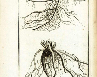 340x270 Plant Roots Drawing Etsy - Flower Roots Drawing