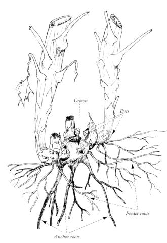 330x480 root structure - Flower Roots Drawing