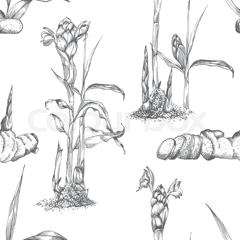 800x800 seamless pattern hand drawn of ginger stock vector colourbox - Flower Roots Drawing