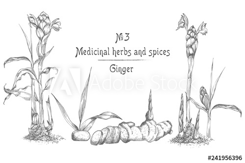 500x334 set hand drawn of ginger roots, lives and flowers in black color - Flower Roots Drawing