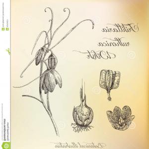 300x300 Stock Illustration Botanical Illustration Dashed Outline Plant - Flower Roots Drawing