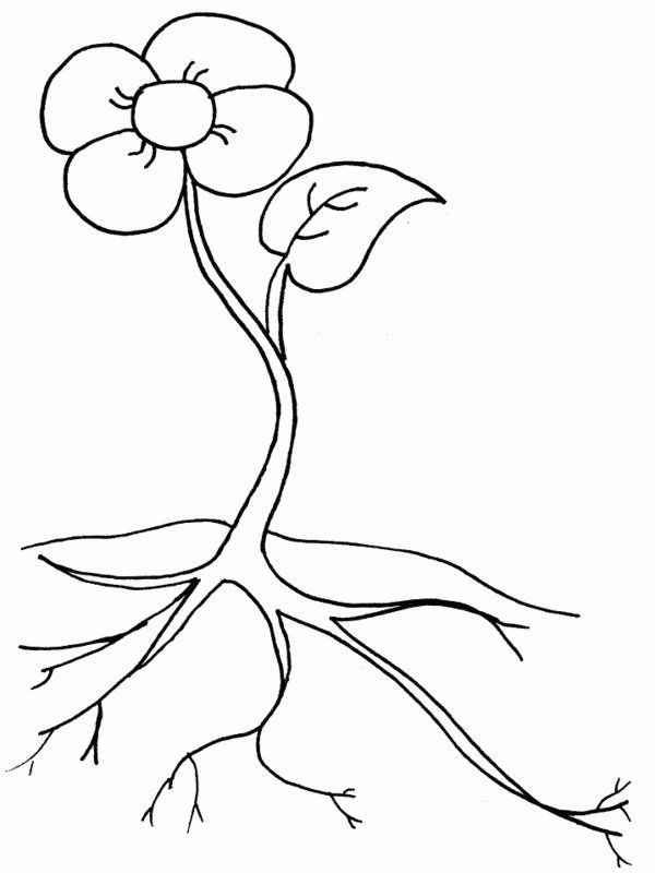 600x800 flowers with roots coloring pages cartoon flower with roots - Flower Roots Drawing