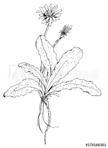 366x500 edible weeds wild vegetables pasture mix cat's ear dandelion - Flower Roots Drawing