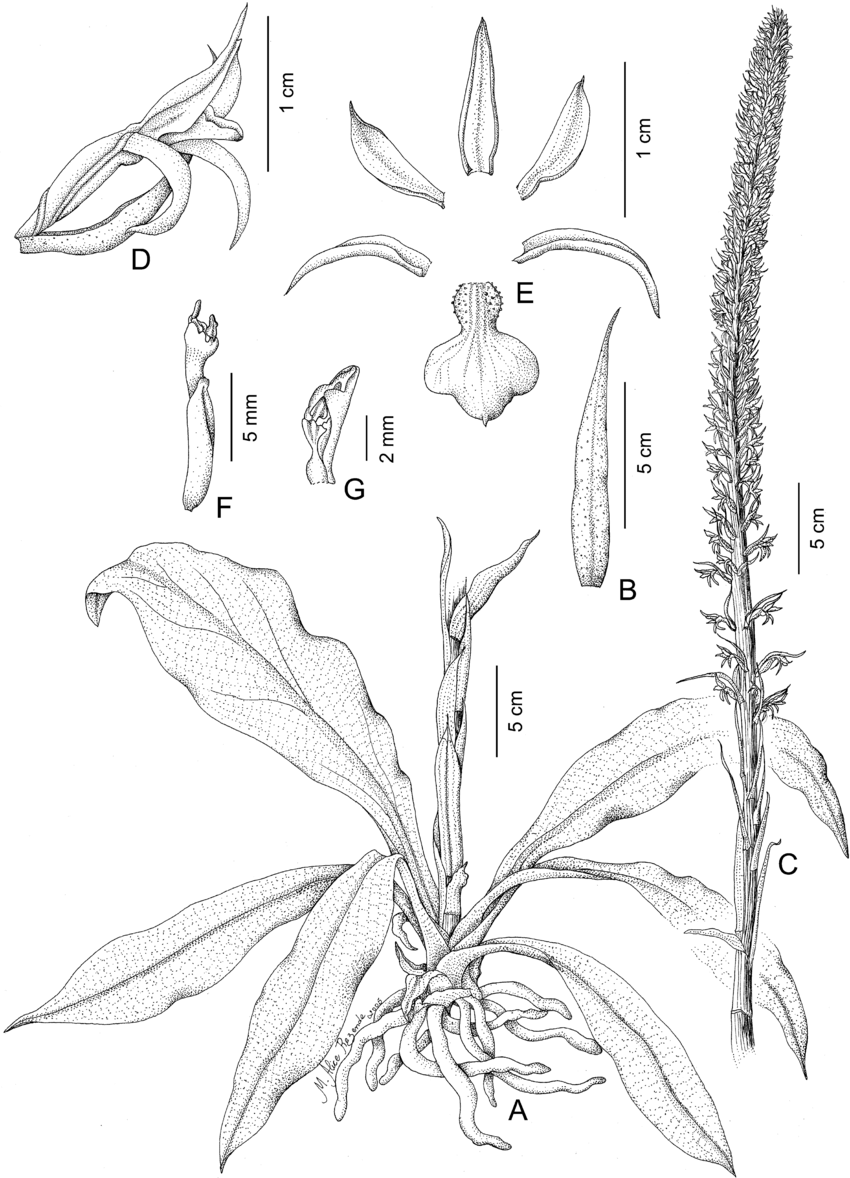 850x1178 Fig Line Drawing Of Buchtienia Nitida A, Rosette With Roots - Flower Roots Drawing