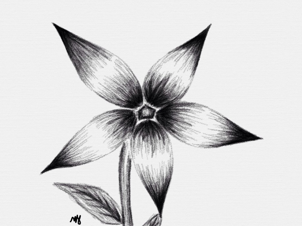 1024x768 easy pencil shading drawings flower and flowers pencil shading - Flower Shading Drawing