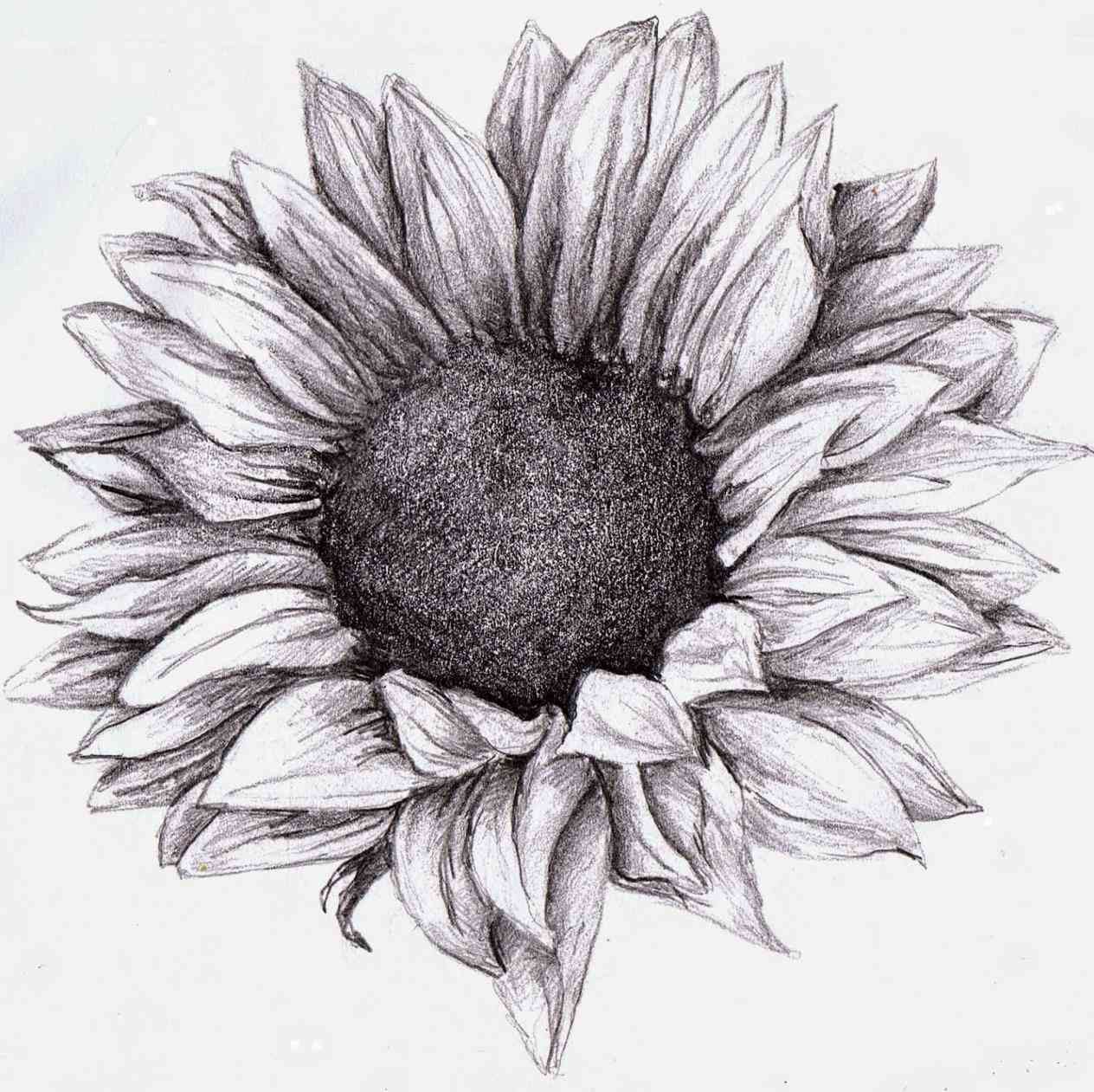 Pencil Shading Drawing Flowers