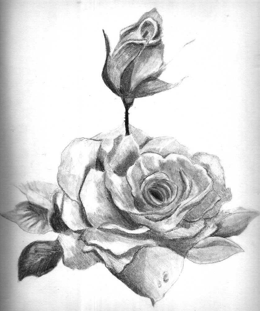 838x1000 Flower Drawing With Shading Drawing Of Flower With Shadings Shaded - Flower Shading Drawing