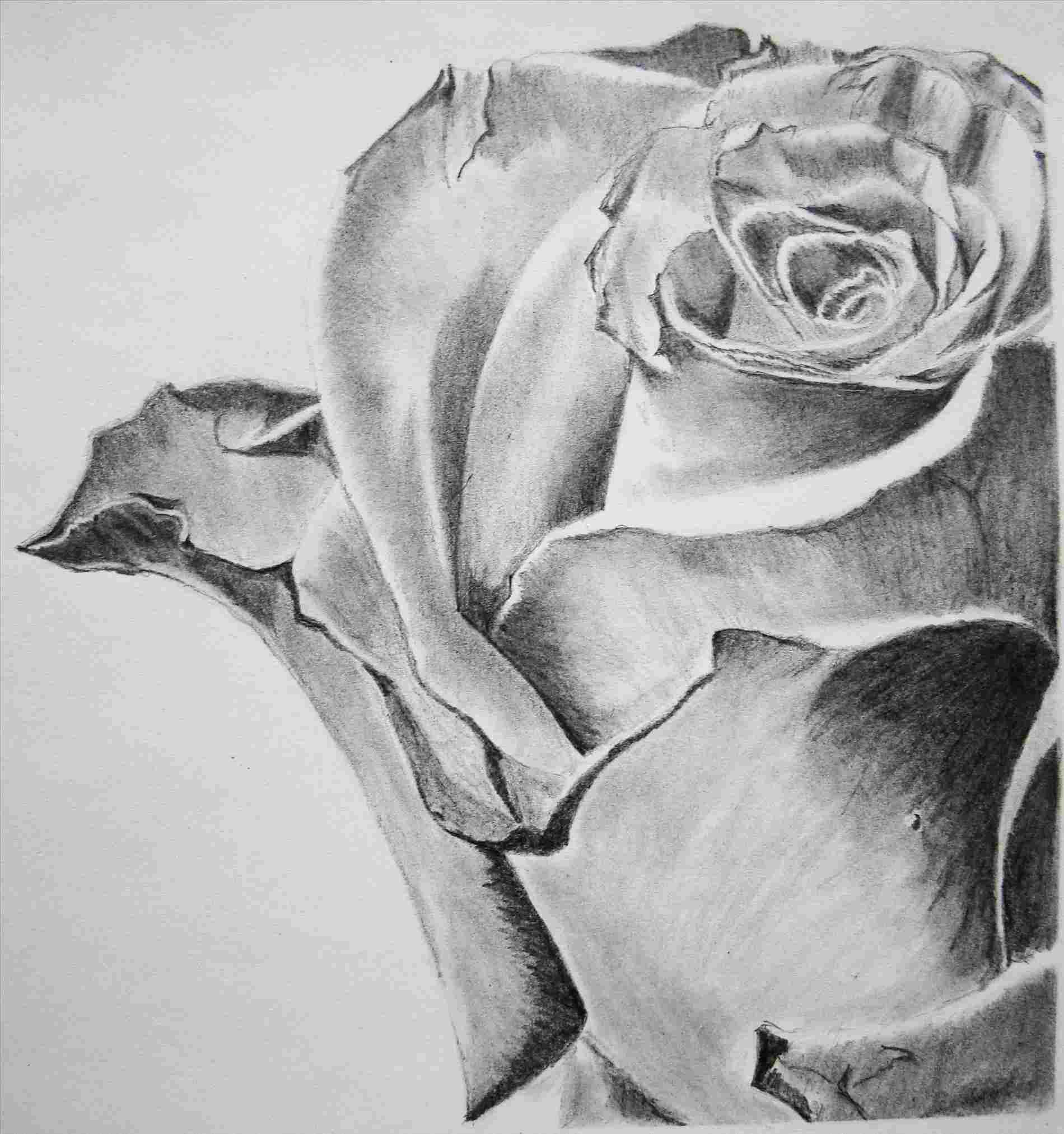 Flower Shading Drawing At PaintingValley Explore Collection Of Flower Shading Drawing At PaintingValley Explore Collection Of