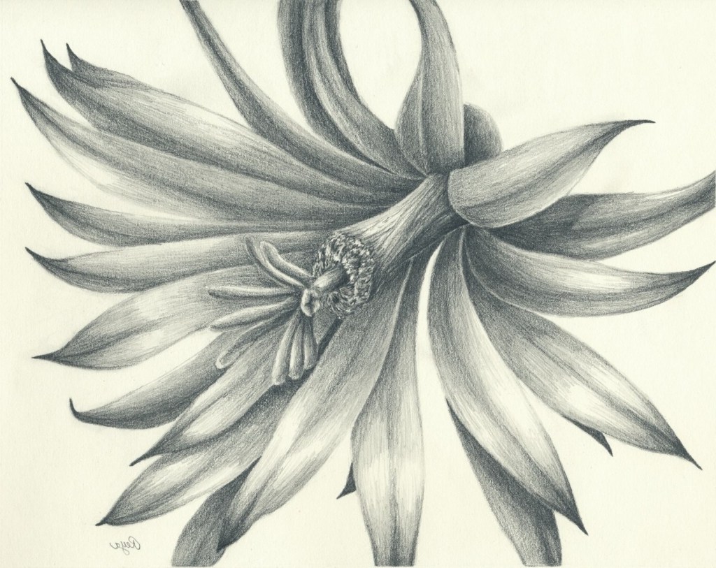 Flower Shading Drawing at Explore collection of