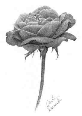 274x385 Draw An Open Rose Carol's Drawing Blog - Flower Shading Drawing