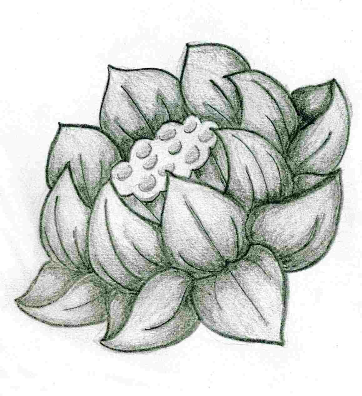 1158x1264 Angel Flower Drawing With Shading Drawing Of Pencil Sketches Rose - Flower Shading Drawing