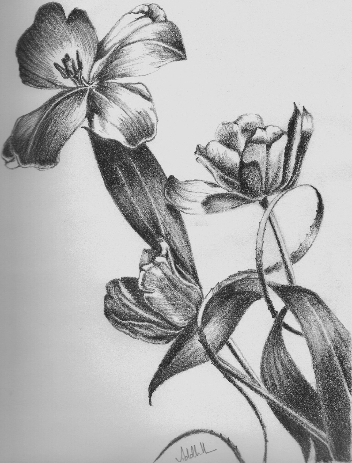 Flowers With Pencil Shading