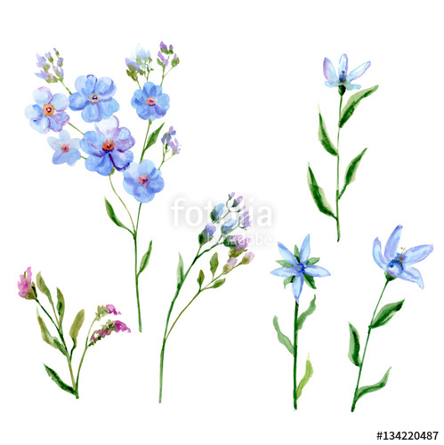 499x500 set of blue flowers, forget me not, tweedia, stem and leaves - Flower Stem Drawing