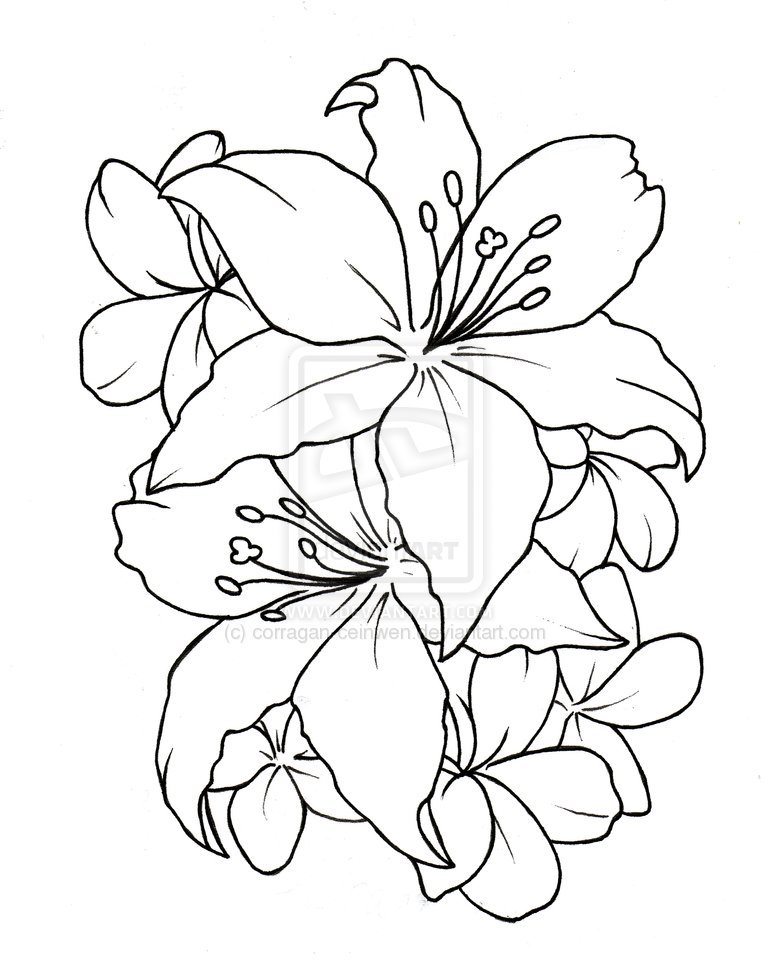 773x969 Tattoo Gallery Flower Tattoo Drawing - Flower Tattoo Drawings