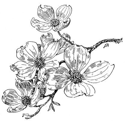 422x400 Dogwood Flower Drawings Flowering Dogwood Dogwood Dogwood - Flower Tree Drawing