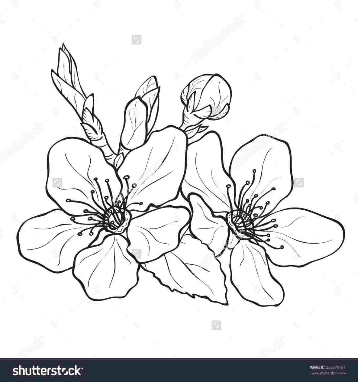 1185x1264 Sakura Flower Drawing - Flower Tree Drawing