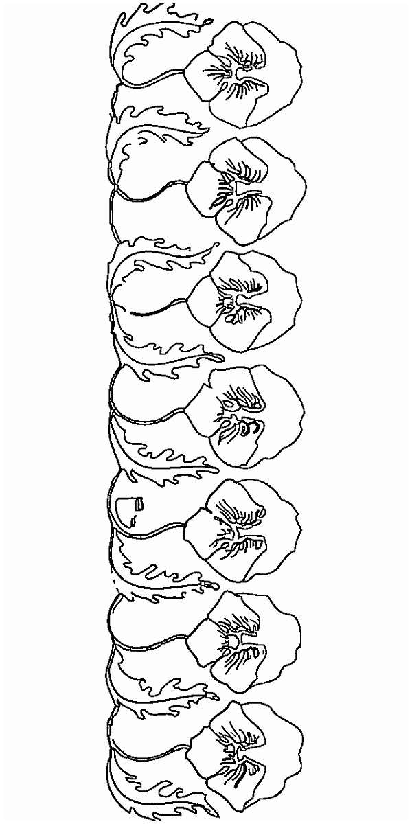 600x1200 What Make Flower Vine Drawing Don't Want You To Know - Flower Vine Drawing