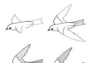 300x210 drawings of flowers and birds easy best drawing birds images - Flowers And Birds Drawing