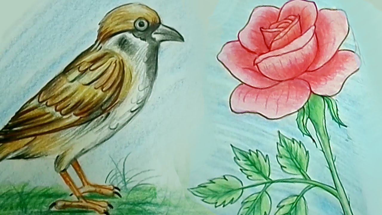 1280x720 How To Draw Rose Flower Tweet Bird Step - Flowers And Birds Drawing