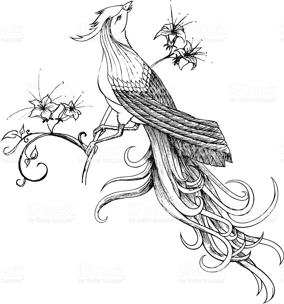 958x1024 Huge Collection Of 'bird And Flower Drawing' Download More Than - Flowers And Birds Drawing