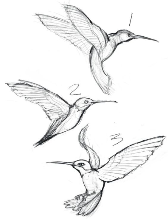 564x752 Sketches Of Hummingbirds With Flowers - Flowers And Birds Drawing
