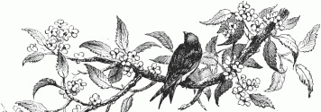 356x125 Black Bird Drawing - Flowers And Birds Drawing