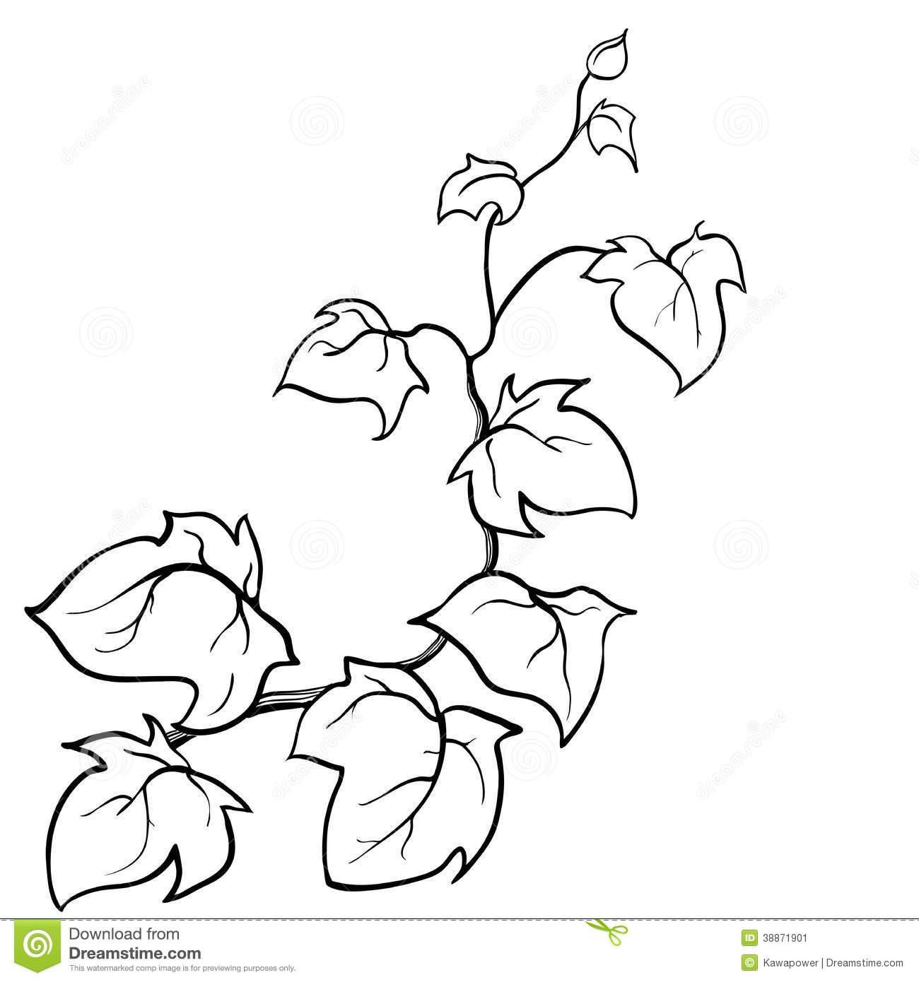1300x1390 Flowers And Vines Drawing With Coloring Pages - Flowers And Vines Drawing