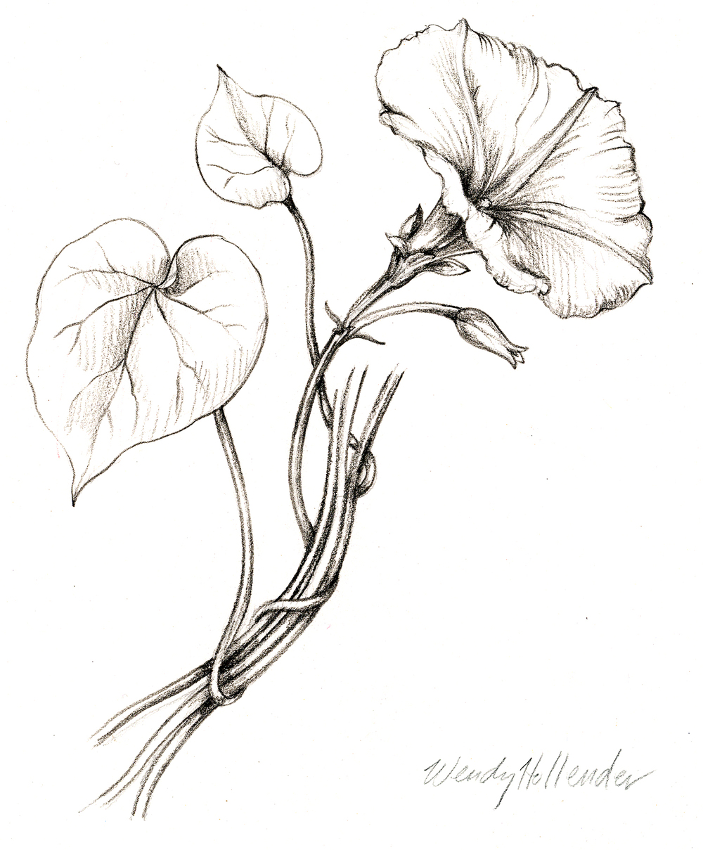 1000x1209 Flowers Gallery Botanical Artist Illustrator, Learn To Draw - Flowers And Vines Drawing