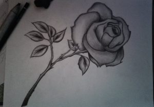 300x210 Flower Art Pencil Drawings Rose Flower Drawings In Pencil - Flowers Drawing Pictures Pencil