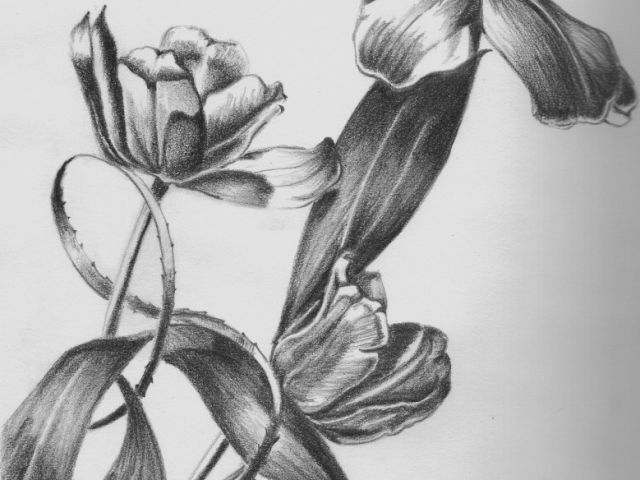 640x480 Jar Of Flowers Drawing Pencil Sketches Of Flower Vase Drawn Vase - Flowers Drawing Pictures Pencil