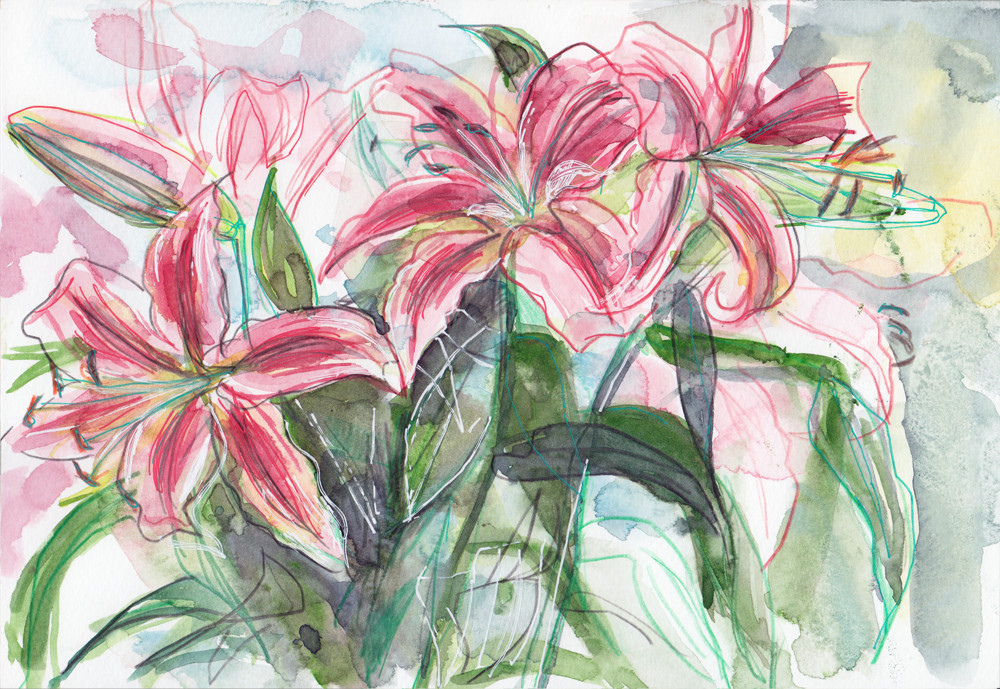 1000x689 Lily Flower Drawing And Watercolour Studies - Flowers Drawing Pictures Pencil