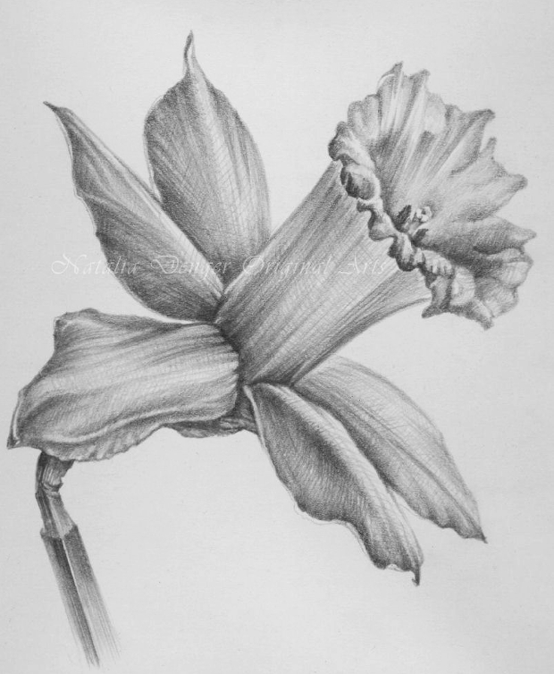 620x754 Flower Drawings, Sketches Design Trends - Flowers Drawing Pictures Pencil